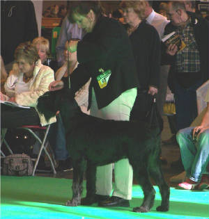 crufts018.jpg